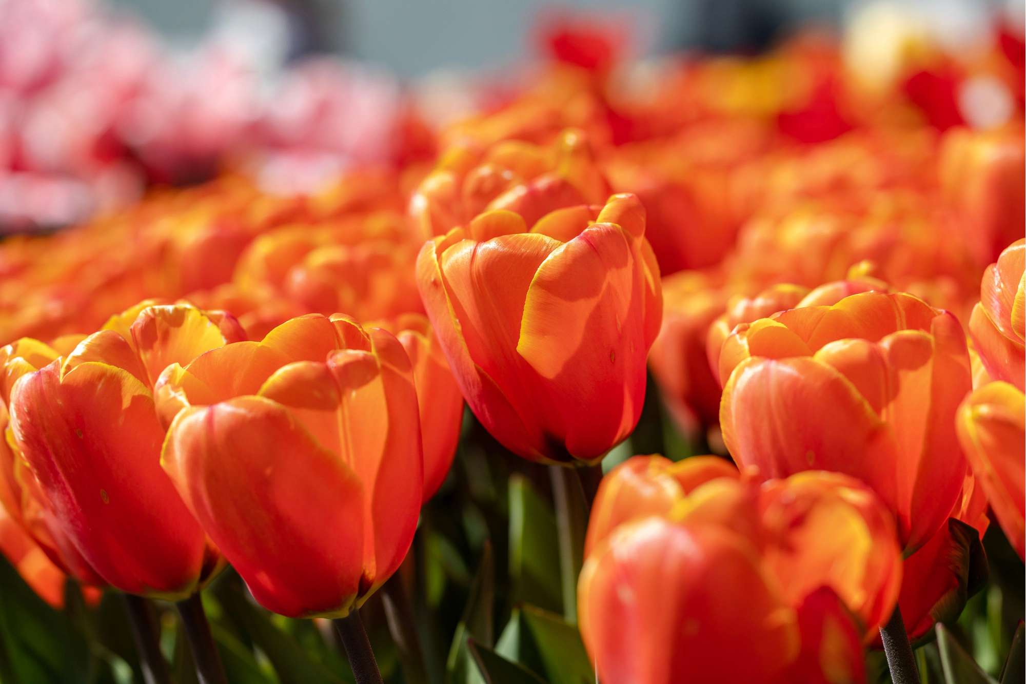 Tulpe 'Triple A'